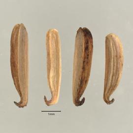  Fruits:   Triglochin maritima ; Photo by A. Gottlieb, USDA APHIS PPQ ITP, imageID.idtools.org